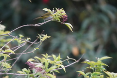 Chlorospingus canigularis