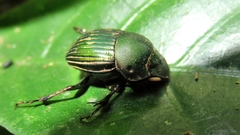 Chalcocopris hesperus