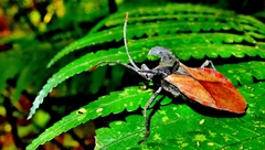 Menenotus lunatus