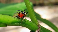 Cyphonia trifida