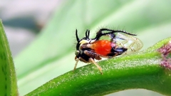 Cyphonia trifida