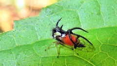 Cyphonia trifida
