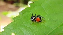 Cyphonia trifida