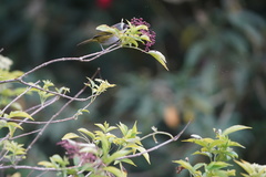 Chlorospingus canigularis