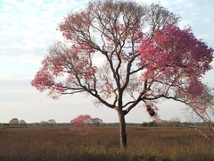 Tabebuia heterophylla