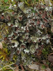 Tuckermanopsis ciliaris