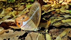 Pierella nereis