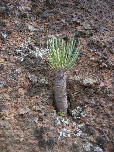 Kleinia neriifolia (Kleinia neriifolia)