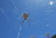 Argiope australis