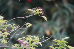 Chlorospingus canigularis