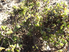 Drosanthemum macrocalyx