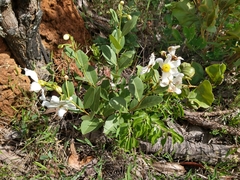Kielmeyera variabilis