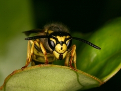 Vespula germanica