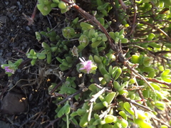 Drosanthemum macrocalyx