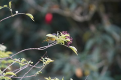 Chlorospingus canigularis
