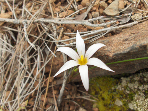 Romulea columnae image