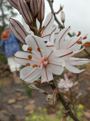 Asphodelus ramosus subsp. distalis image