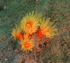 Dendrophyllia arbuscula