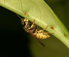 Vespula germanica