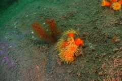 Dendrophyllia arbuscula