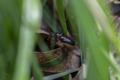 Elaphocera suturalis