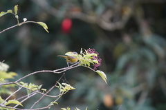 Chlorospingus canigularis