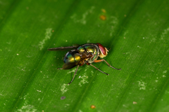 Hemilucilia