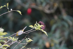 Chlorospingus canigularis