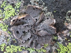 Umbilicaria virginis