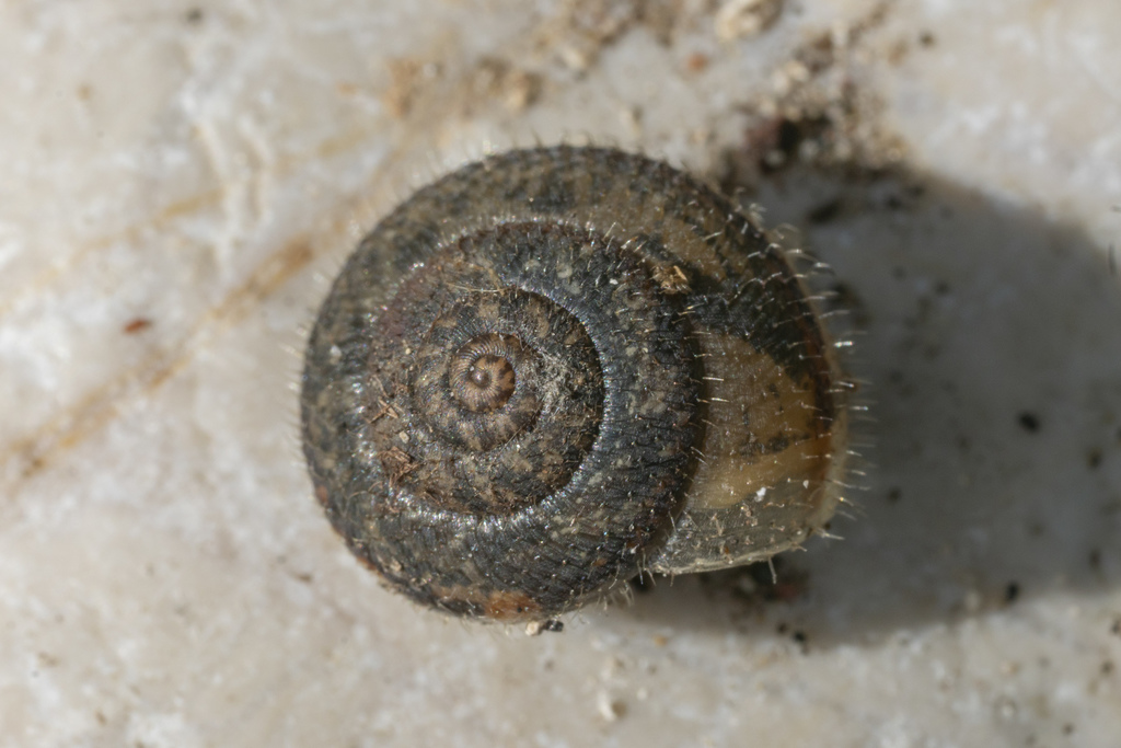 Metafruticicola