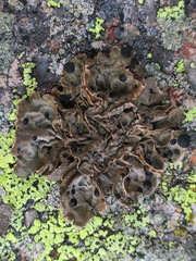 Umbilicaria virginis