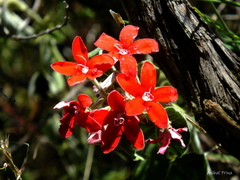 Oxypetalum coccineum