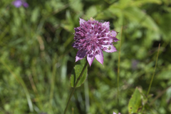 Astrantia maxima