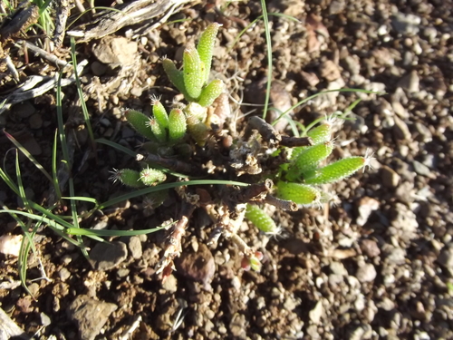 Image of Trichodiadema setuliferum by no rights reserved