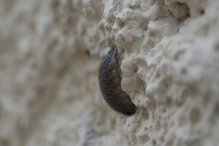 Porcellio obsoletus