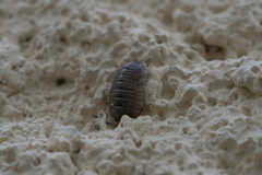 Porcellio obsoletus