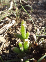 Trichodiadema setuliferum