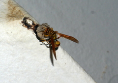Polistes balder