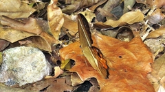 Pierella nereis