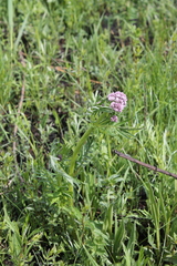 Valeriana transjenisensis