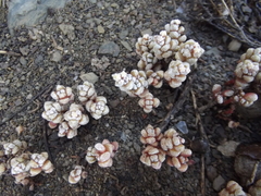 Crassula corallina