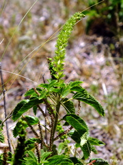 Acalypha communis