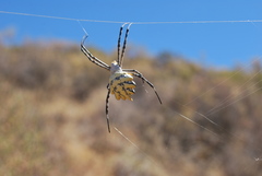 Argiope australis
