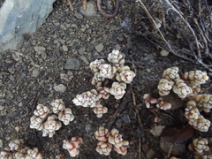 Crassula corallina