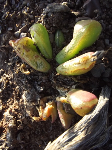 Glottiphyllum nelii (Glottiphyllum nelii)