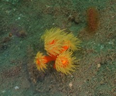 Dendrophyllia arbuscula