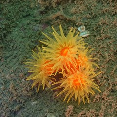 Dendrophyllia arbuscula