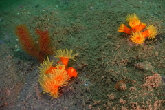Dendrophyllia arbuscula