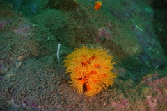 Dendrophyllia arbuscula