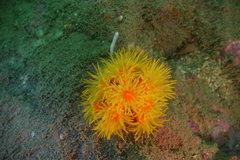 Dendrophyllia arbuscula
